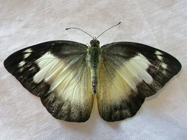 Chocolate Albatross butterfly of Malaysia