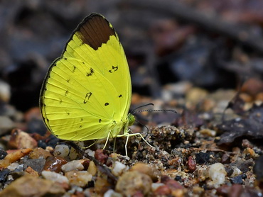 Chocolate Grass Yellow butterfly