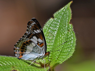 Commander butterfly