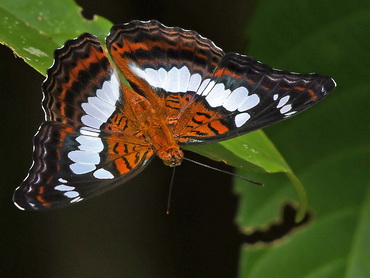 Commander butterfly