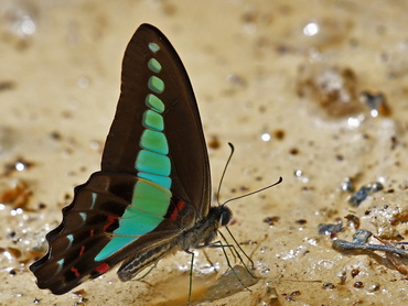 Common Bluebottle butterfly