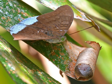 Butterfly; Common Earl