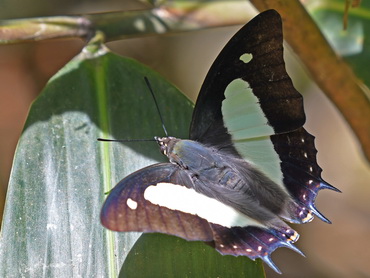 Butterflies; Common Nawab