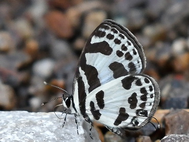 Common Pierrot