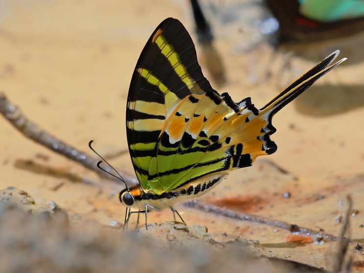 Five-bar Swordtail butterfly