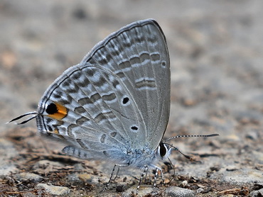 Forget-me-not butterfly