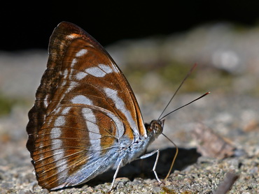 Lance Sergeant; Asian Butterflies