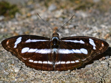 Lance Sergeant butterfly