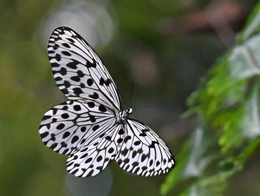 Large Tree Nymph