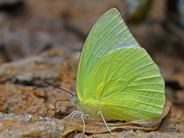 Lemon Emigrant male butterfly