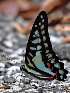 Lesser Jay butterfly of Malaysia