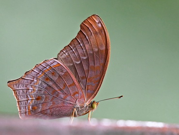 Malayan Assyrian, Kuala Tahan, Taman Negara