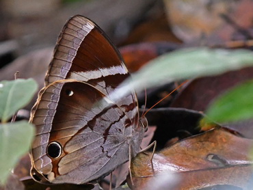 Malayan Jungleglory Butterflies
