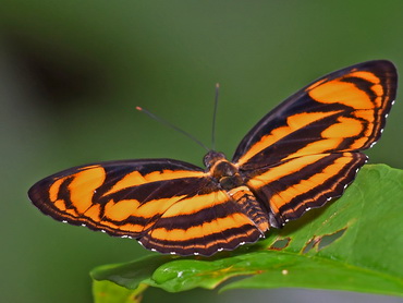 Malayan Lascar butterfly