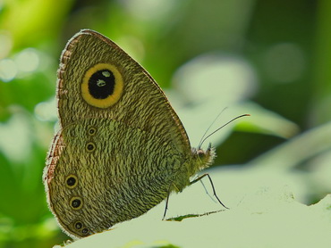 Malayan Six Ring butterfly