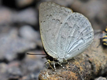 Malayan Sunbeam butterfly