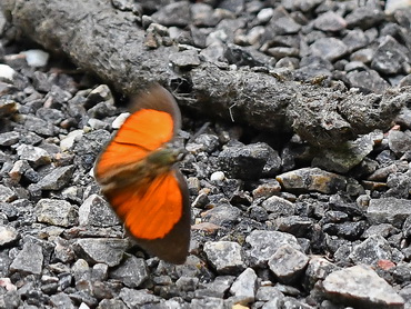 Malayan Sunbeam butterfly of Malaysia