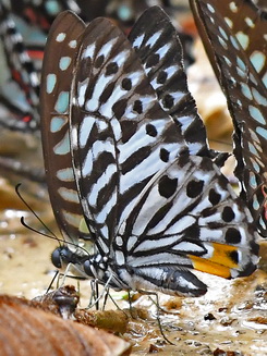 Malayan Zebra butterfly