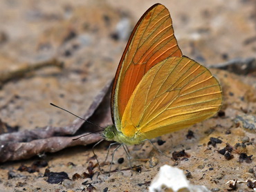 Orange Albatross butterfly