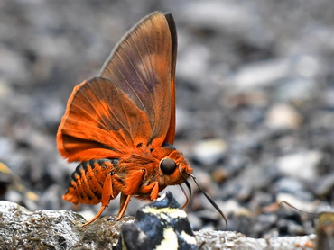Butterfly; Orange Awlet