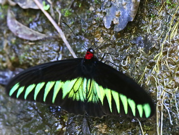 Rajah Brooke's Birdwing Malaysia