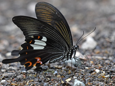 Red Helen butterfly of Malaysia