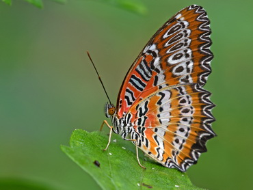 Red Lacewing in Malaysia