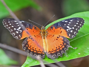 Red Lacewing of Taman Negara