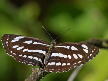 Short-banded Sailor butterfly