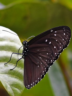 Striped Blue Crow
              butterfly