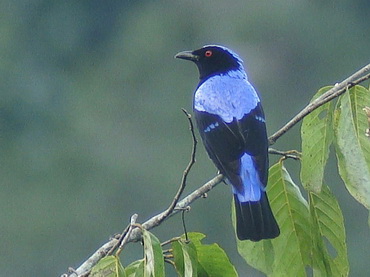 Asian Fairy Bluebird Asian Fairy Bluebird