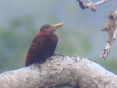 Bay Woodpecker