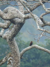 Chiang Dao tree