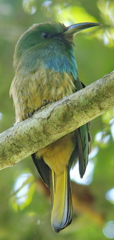Blue-bearded Bee-eater
