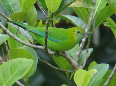 Blue-winged Leafbird in Thailand