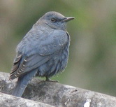 Blue Rock-Thrush