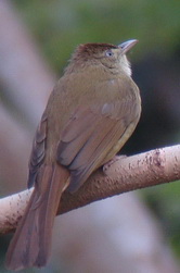 Grey-eyed Bulbul