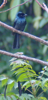 Lesser Racket-tailed Drongo
