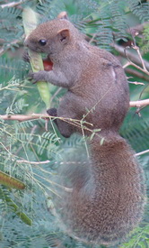 Pallas' Squirrel