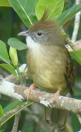 Puff-throated Bulbul in Thailand