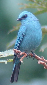 Verditer Flycatcher