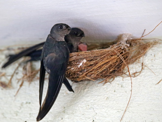 Glossy Swiftlet bolus feeding