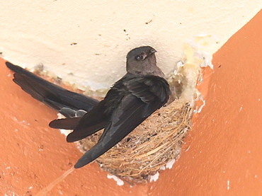 Borneo Glossy Swiftlet