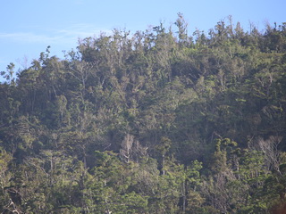 Lake Danao forest