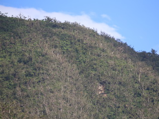 Destroyed forest on
            ridge