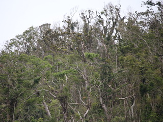 Wrecked forest canopy