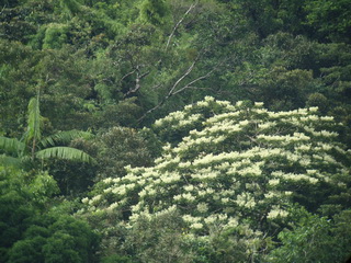 Lush greenery