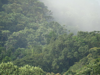 Leyte forest before November 2013