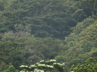 Superb dense canopy