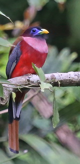 Philippine Trogon